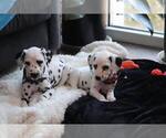 Small breeder photo