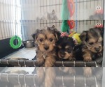 Small #322 Breeder Profile image