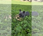 Small #1 Breeder Profile image
