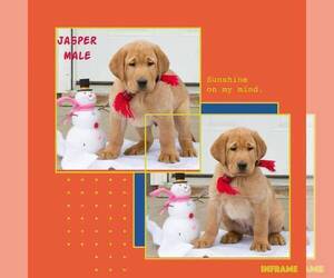 Boston Terrier Dog Breeder near HOT SPRINGS, SD, USA