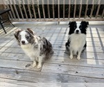 Small #16 Breeder Profile image