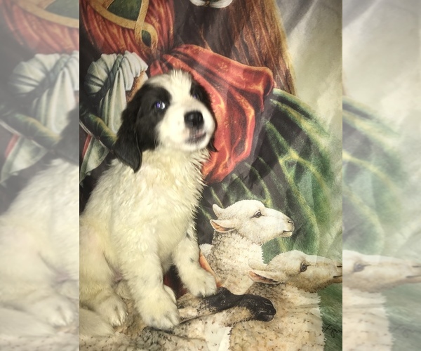 Medium Photo #5  Breeder Profile in MONTGOMERY CENTER, VT, USA