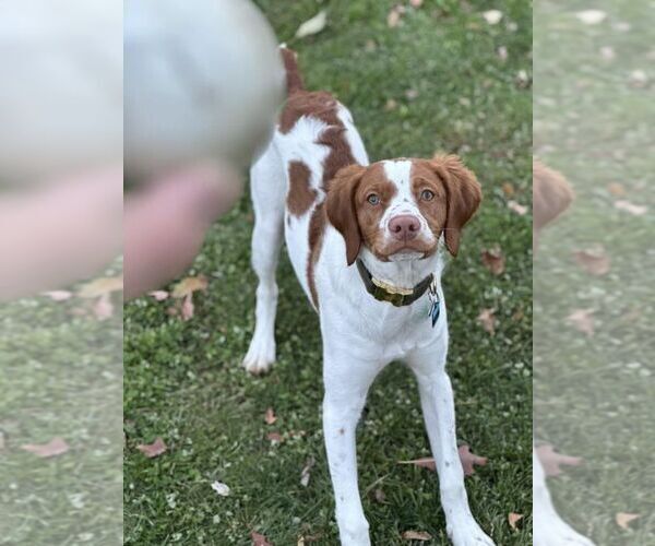 Medium Photo #26  Breeder Profile in HORTENSE, GA, USA