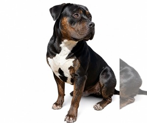 American Bully Dog Breeder near LITTLE ELM, TX, USA