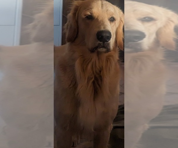 Medium Photo #18  Breeder Profile in LAS CRUCES, NM, USA