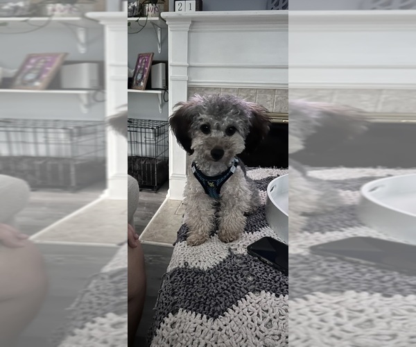 Medium Photo #1  Breeder Profile in MONTGOMERY VILLAGE, MD, USA