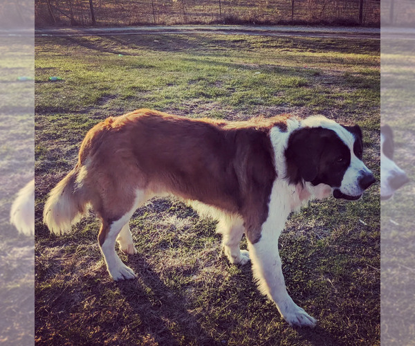 Medium Photo #1  Breeder Profile in JEFFERSONVILLE, KY, USA