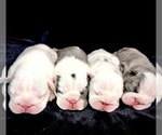 Small #2 Breeder Profile image