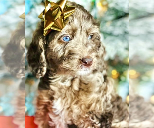 Medium Photo #50  Breeder Profile in BAKERSFIELD, CA, USA