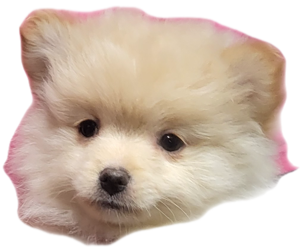 Medium Photo #1  Breeder Profile in FAIRVIEW HEIGHTS, IL, USA