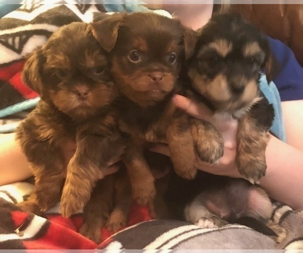 Medium Photo #9  Breeder Profile in SCOTTSDALE, AZ, USA