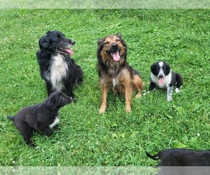 English Shepherd Dog Breeder near SCHUYLERVILLE, NY, USA