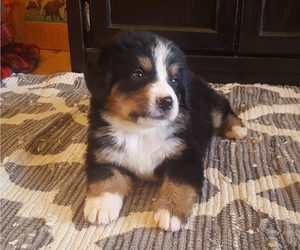 Bernese Mountain Dog Dog Breeder near NORWOOD, MO, USA