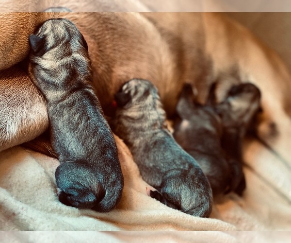 Medium Photo #1  Breeder Profile in KELSO, WA, USA