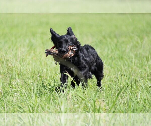 Medium Photo #6  Breeder Profile in DAYTON, TX, USA