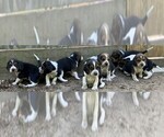 Small breeder photo