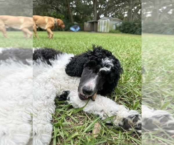 Medium Photo #5  Breeder Profile in BRANDON, FL, USA