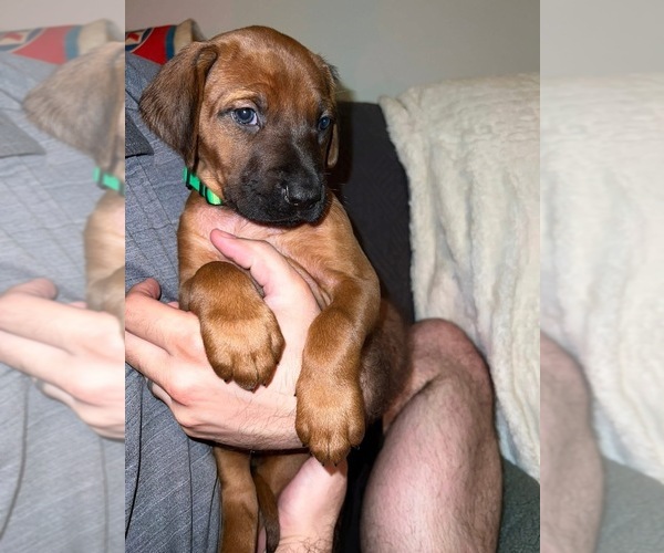 Medium Photo #48  Breeder Profile in MURFREESBORO, TN, USA