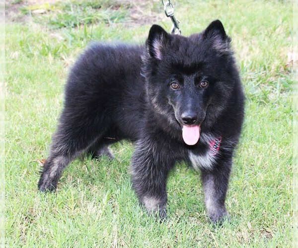 Medium Photo #6  Breeder Profile in ROYSE CITY, TX, USA
