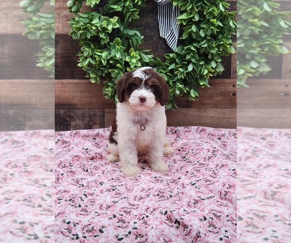 Medium Photo #3  Breeder Profile in LOOGOOTEE, IN, USA