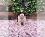 Small #2 Breeder Profile image