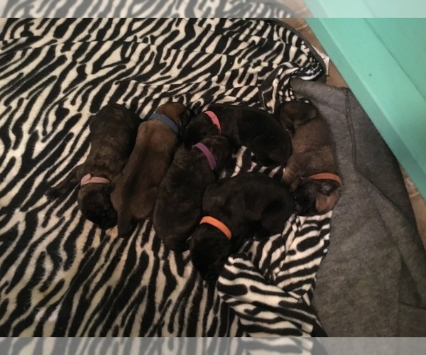 Medium Photo #1  Breeder Profile in STUARTS DRAFT, VA, USA