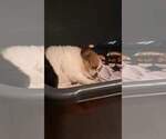 Small #78 Breeder Profile image