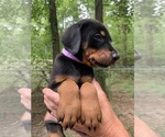 Small #39 Breeder Profile image