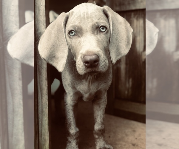 Medium Photo #1  Breeder Profile in COMER, GA, USA