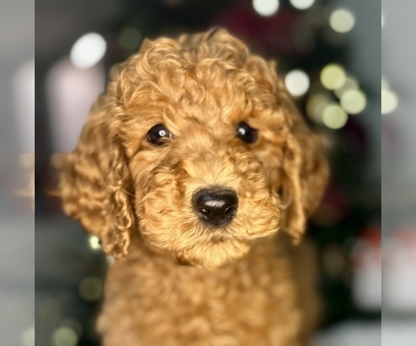 Medium Photo #2  Breeder Profile in POWELL, TN, USA
