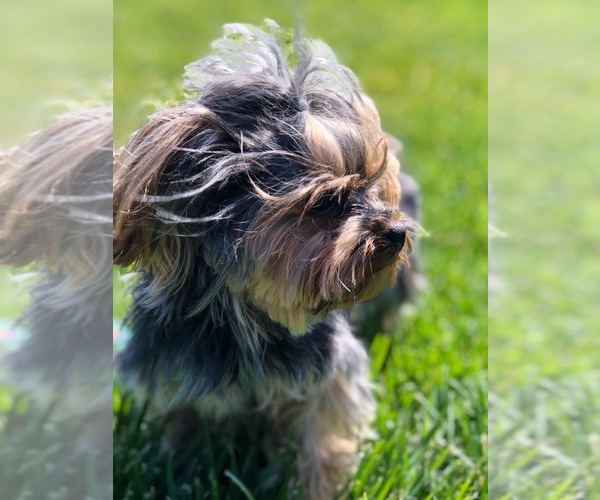 Medium Photo #1  Breeder Profile in CHINO, CA, USA