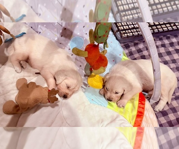 Medium Photo #17  Breeder Profile in MEDFORD TOWNSHIP, NJ, USA