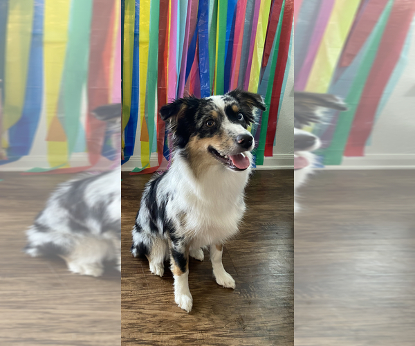 Medium Photo #1  Breeder Profile in DENTON, TX, USA