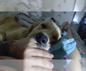 English Cream Golden Retriever Dog Breeder near ORLANDO, FL, USA