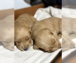 Small #21 Breeder Profile image