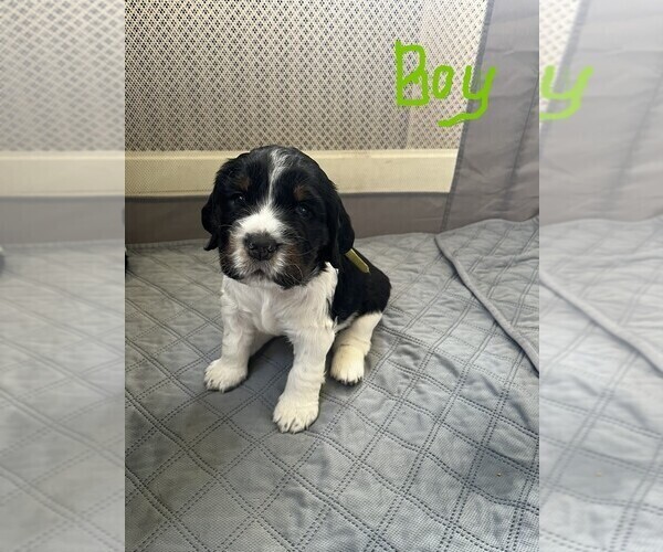 Medium Photo #1  Breeder Profile in BATH, PA, USA