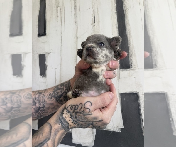 Medium Photo #12  Breeder Profile in LAKEWOOD RANCH, FL, USA