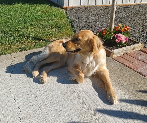Medium Photo #1  Breeder Profile in MEAD, WA, USA