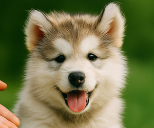Alaskan Malamute Dog Breeder near Fonthill, Ontario, Canada