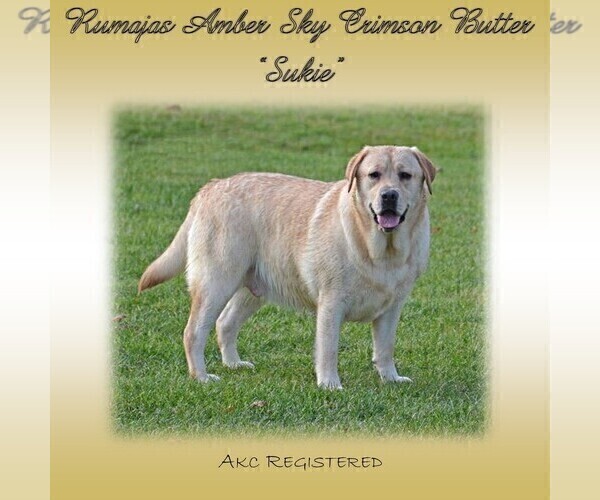 Medium Photo #6  Breeder Profile in HYDE PARK, VT, USA