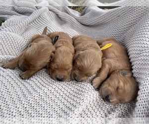 Golden Retriever Dog Breeder near SABETHA, KS, USA