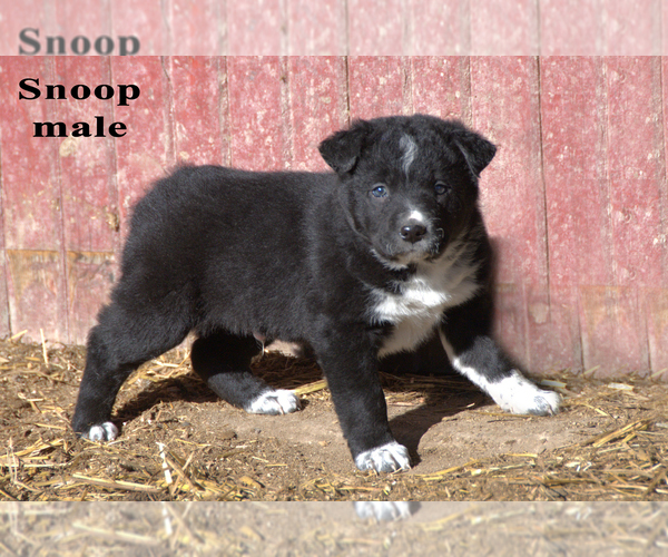 Medium Photo #31  Breeder Profile in CLARE, MI, USA