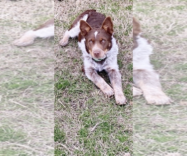 Medium Photo #1  Breeder Profile in LOUISVILLE, MS, USA