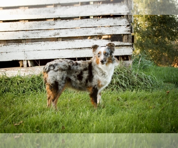 Medium Photo #1  Breeder Profile in EASTMAN, WI, USA