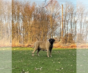 Mastiff Dog Breeder near MURRYSVILLE, PA, USA