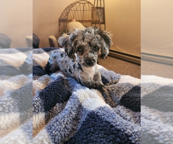 Medium Photo #11  Breeder Profile in NEENAH, WI, USA