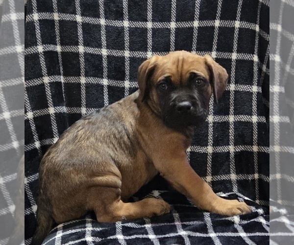 Medium Photo #12  Breeder Profile in MOUNT WASHINGTON, KY, USA