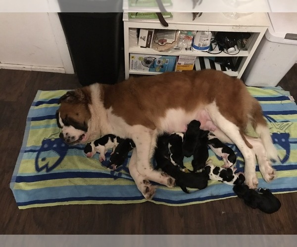 Medium Photo #1  Breeder Profile in LAKE SHORE, MD, USA