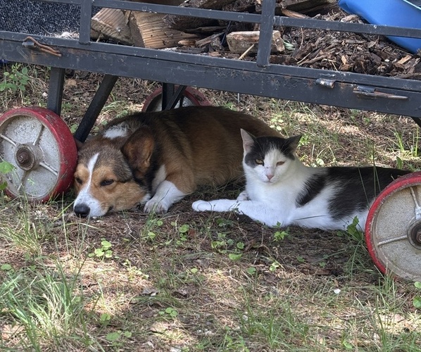 Medium Photo #13  Breeder Profile in MIDLOTHIAN, TX, USA