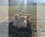 Small #1 Breeder Profile image